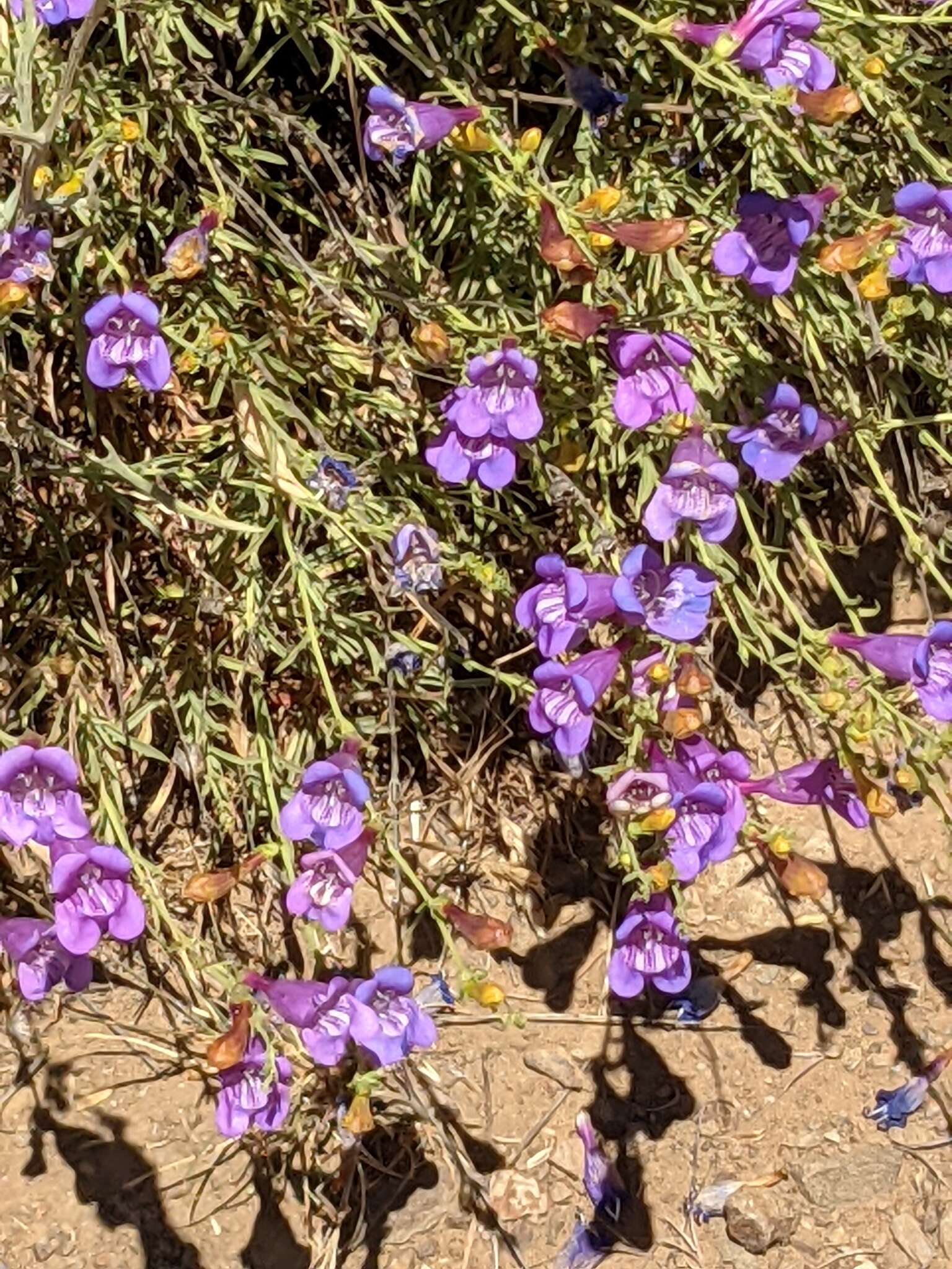 Image of bunchleaf penstemon