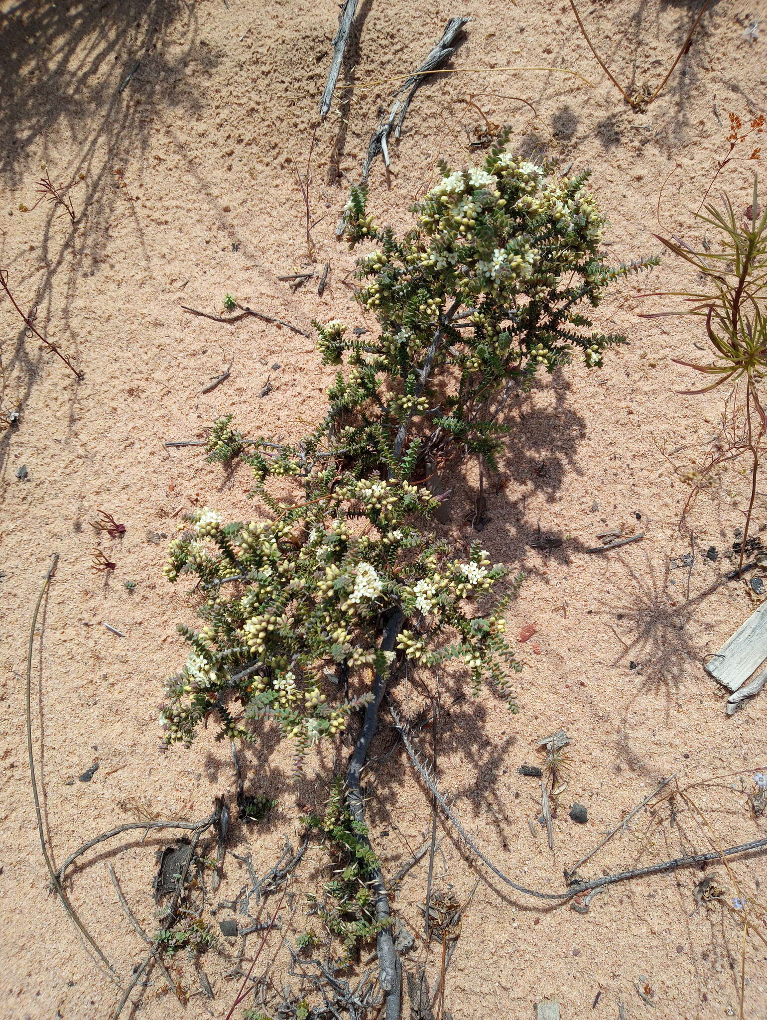 Image of Macrostylis hirta E. Mey. ex Sond.