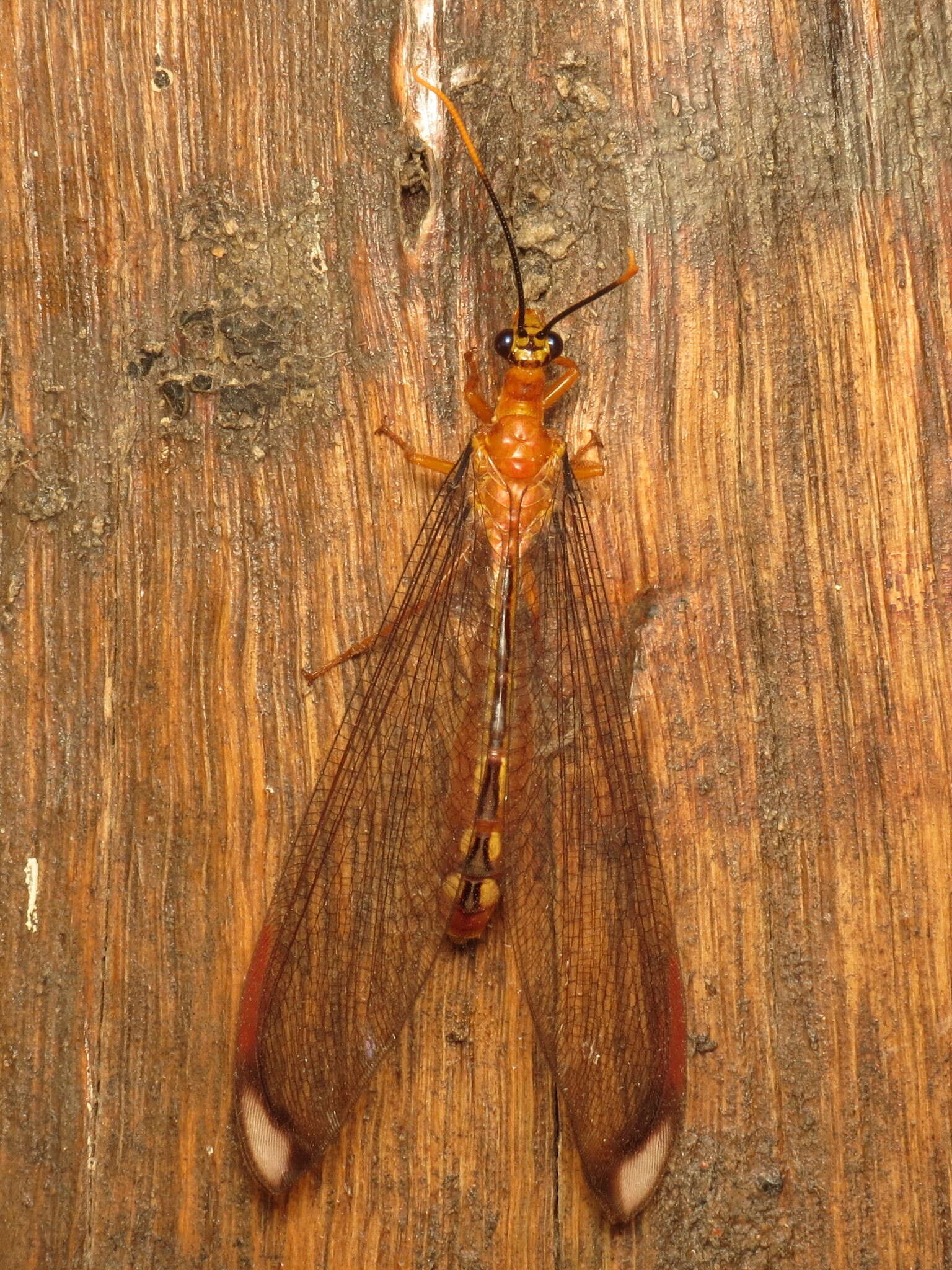 Image of Nymphes myrmeleonoides Leach 1814