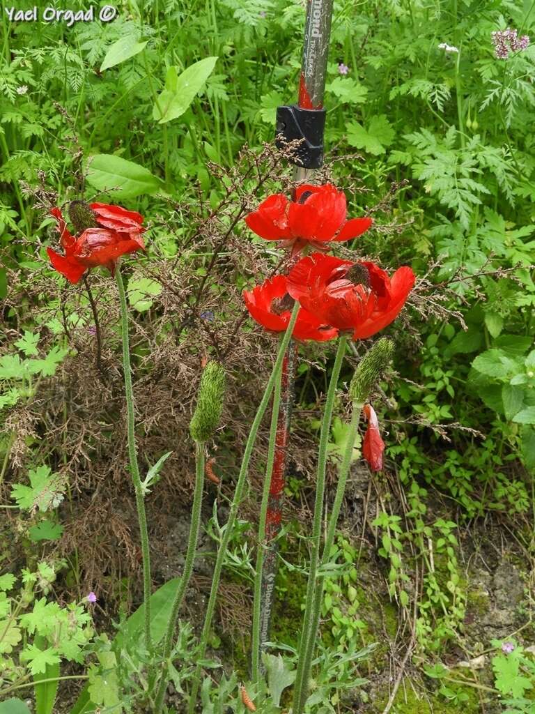 Image of Ranunculus asiaticus