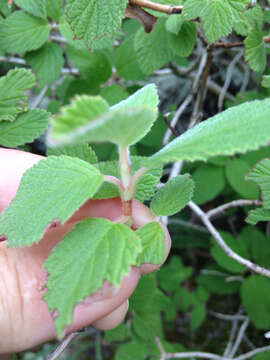 Image of fivepetal cliffbush