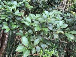 Imagem de Ilex goshiensis Hayata