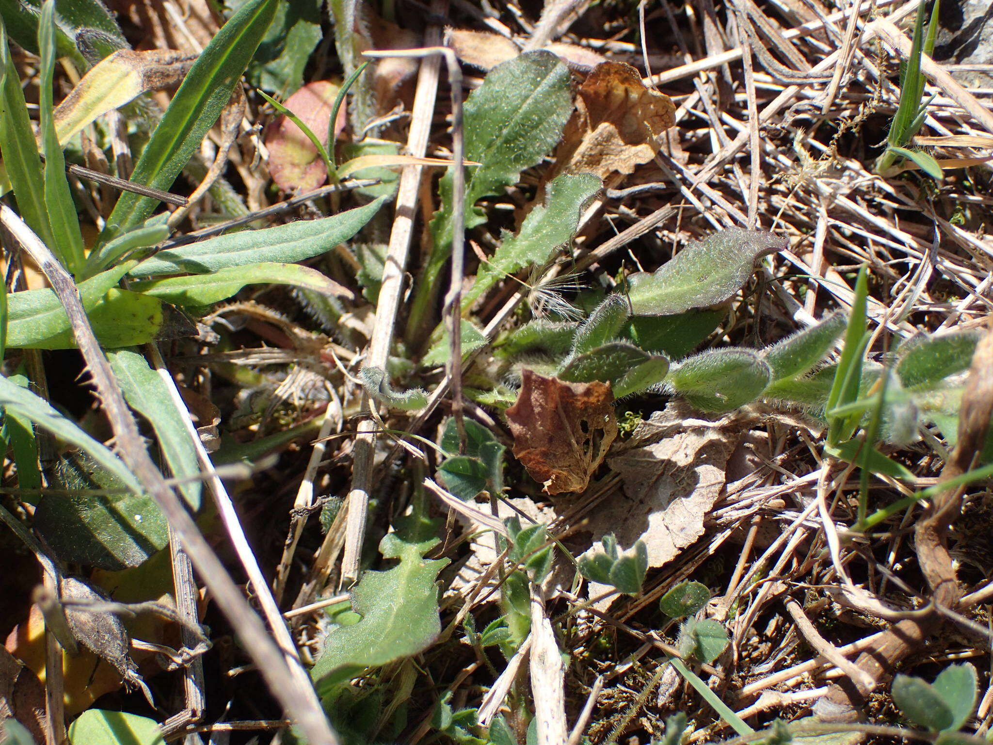 صورة Lepidium hirtum (L.) Sm.