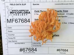 Image of Ramaria subbotrytis (Coker) Corner 1950