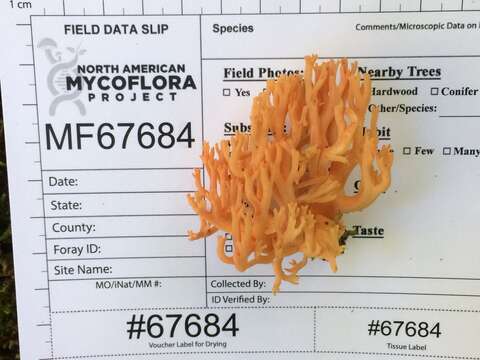 Ramaria subbotrytis (Coker) Corner 1950 resmi