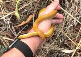 Image of Aurora House Snake