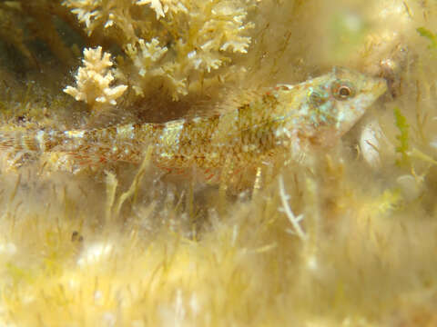 Image of Red-black triplefin