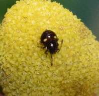 Image of Red-shouldered Stink Bug