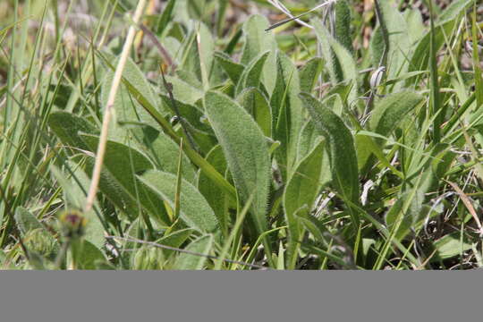 Image of Helianthella mexicana A. Gray