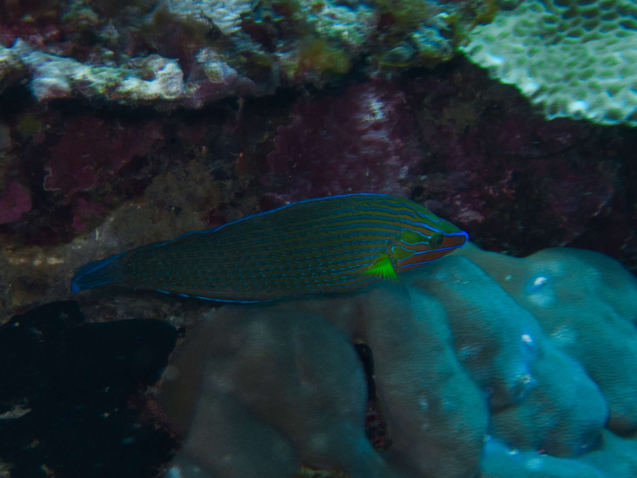 Image of Chain-lined wrasse