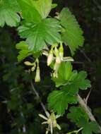 Image of Missouri gooseberry