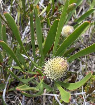 Image of Isopogon longifolius R. Br.