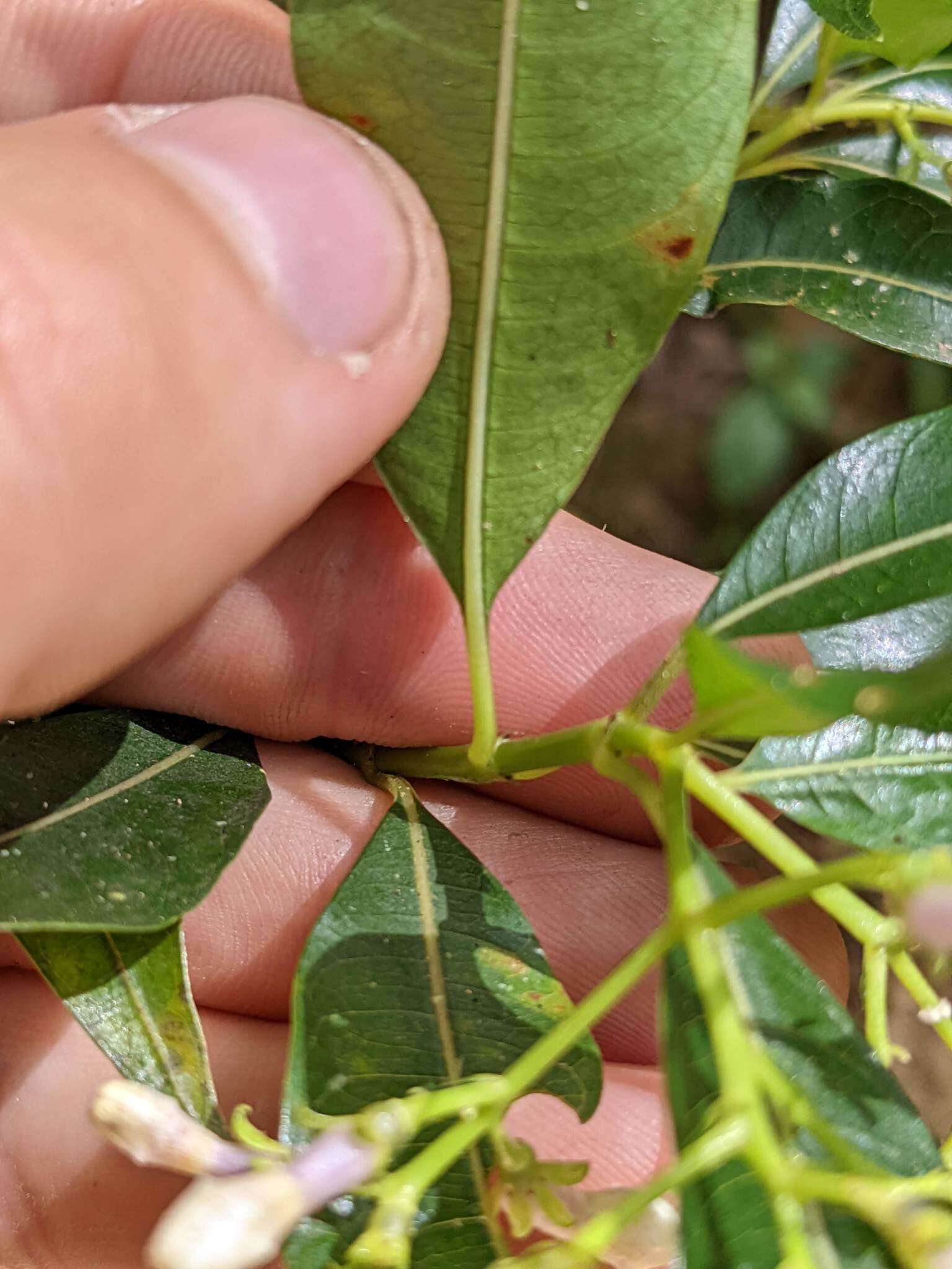 Image of Palicourea salicifolia Standl.