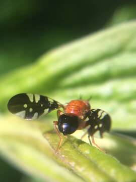 Image of Paramyiolia nigricornis (Doane 1899)