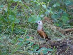 Image of Pale-headed Munia