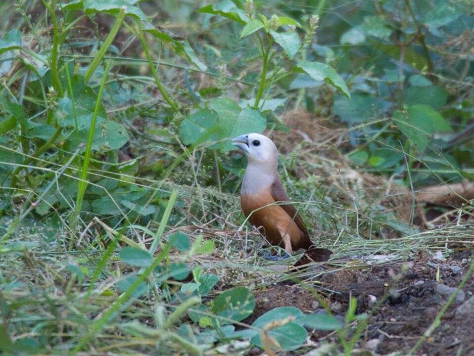 Image of Pale-headed Munia