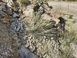 Image of needlegrass