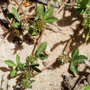 Plancia ëd Trifolium scabrum L.