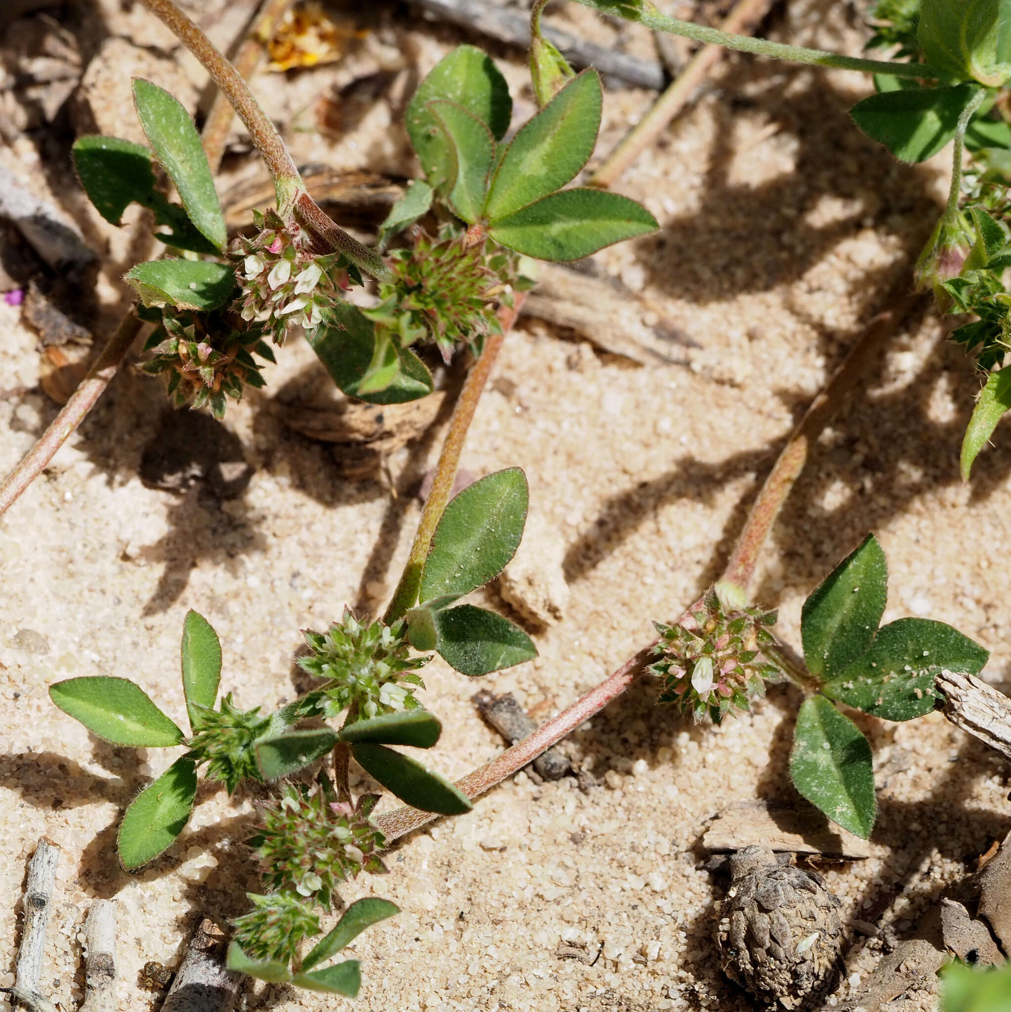 Слика од Trifolium scabrum L.