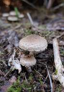 Image of Pholiota terrestris Overh. 1924