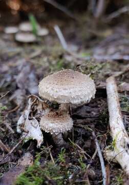 Image of Pholiota terrestris Overh. 1924