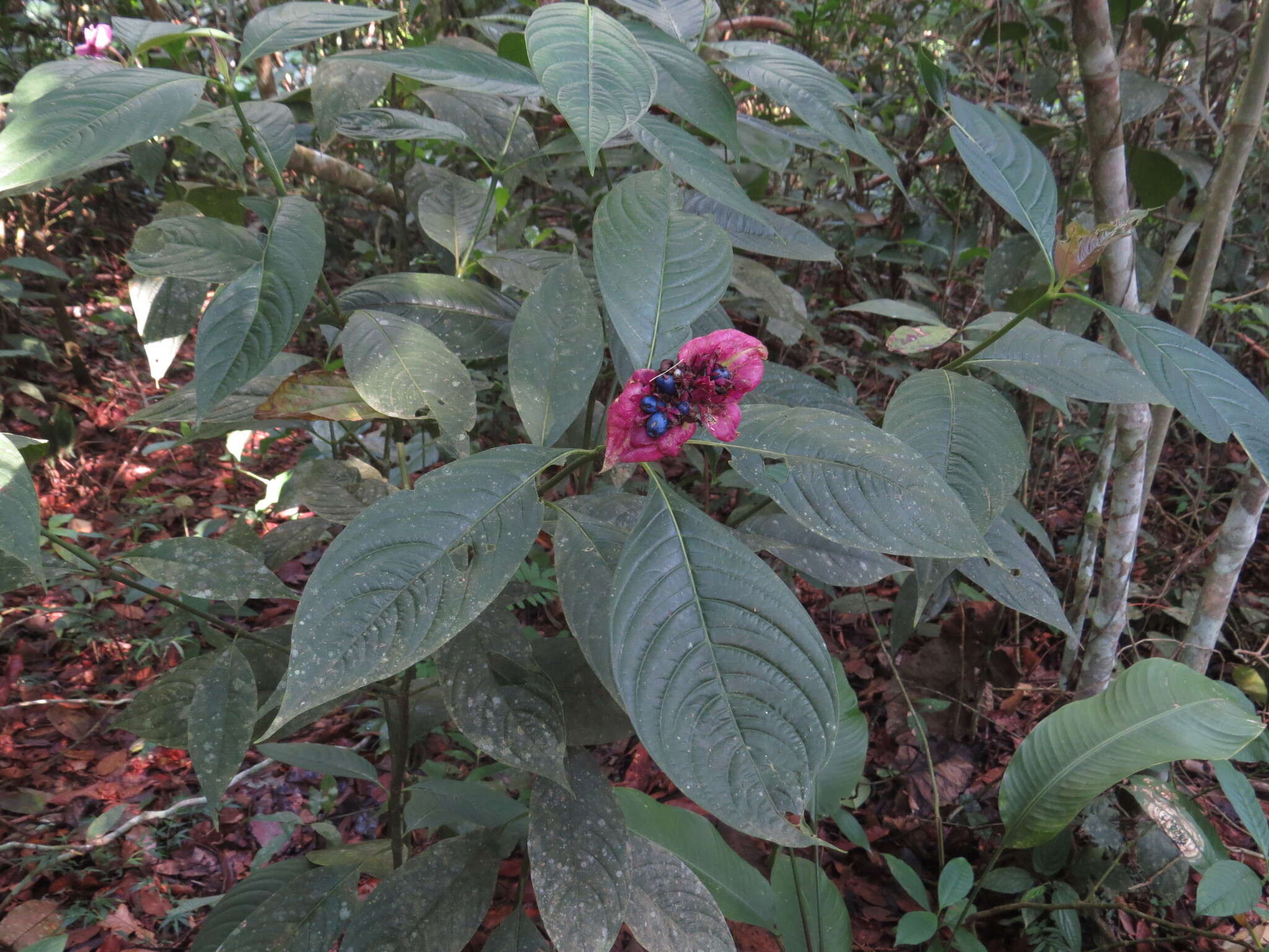 Image of <i>Palicourea colorata</i> (Hoffmanns. ex Willd.) Delprete & J. H. Kirkbr. 2016