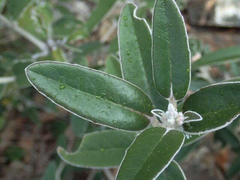 Olearia megalophylla (F. Müll.) F. Müll. resmi