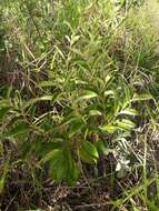 Image of Solanum subumbellatum Vell.