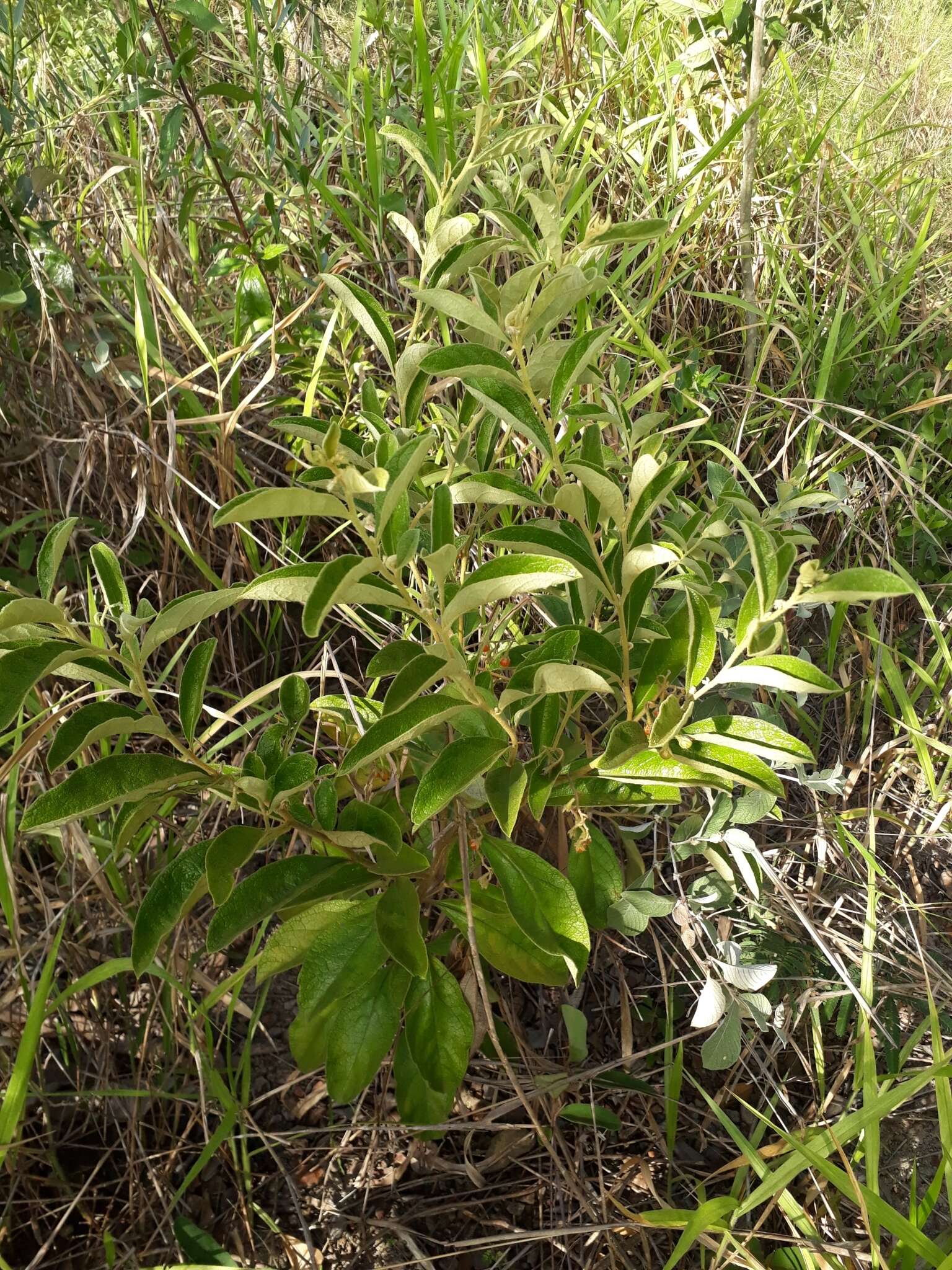 صورة Solanum subumbellatum Vell.