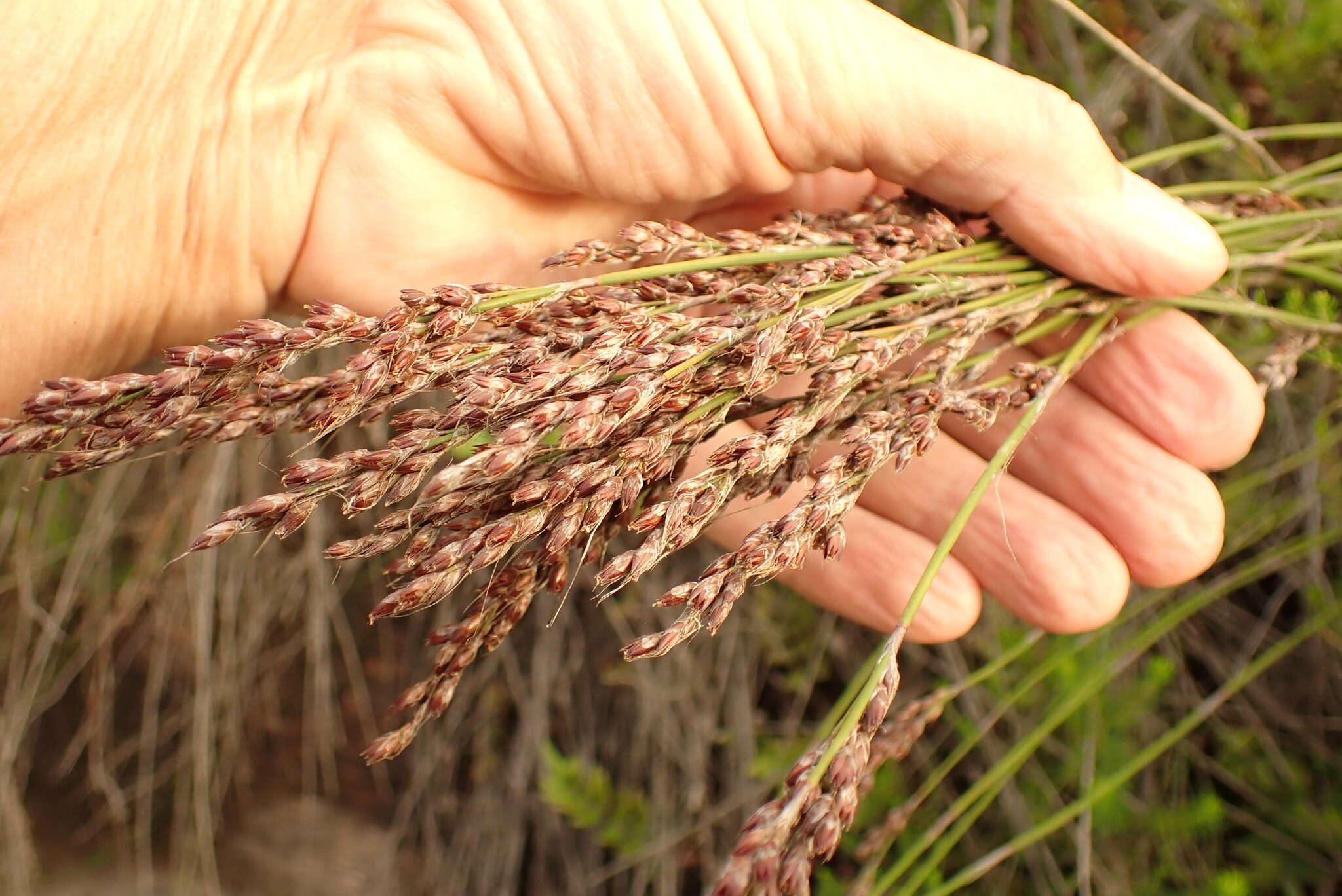 Image of Rhodocoma fruticosa (Thunb.) H. P. Linder