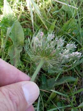 Image of Daucus carota subsp. maximus (Desf.) Ball