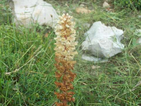 Imagem de Orobanche amethystea Thuill.