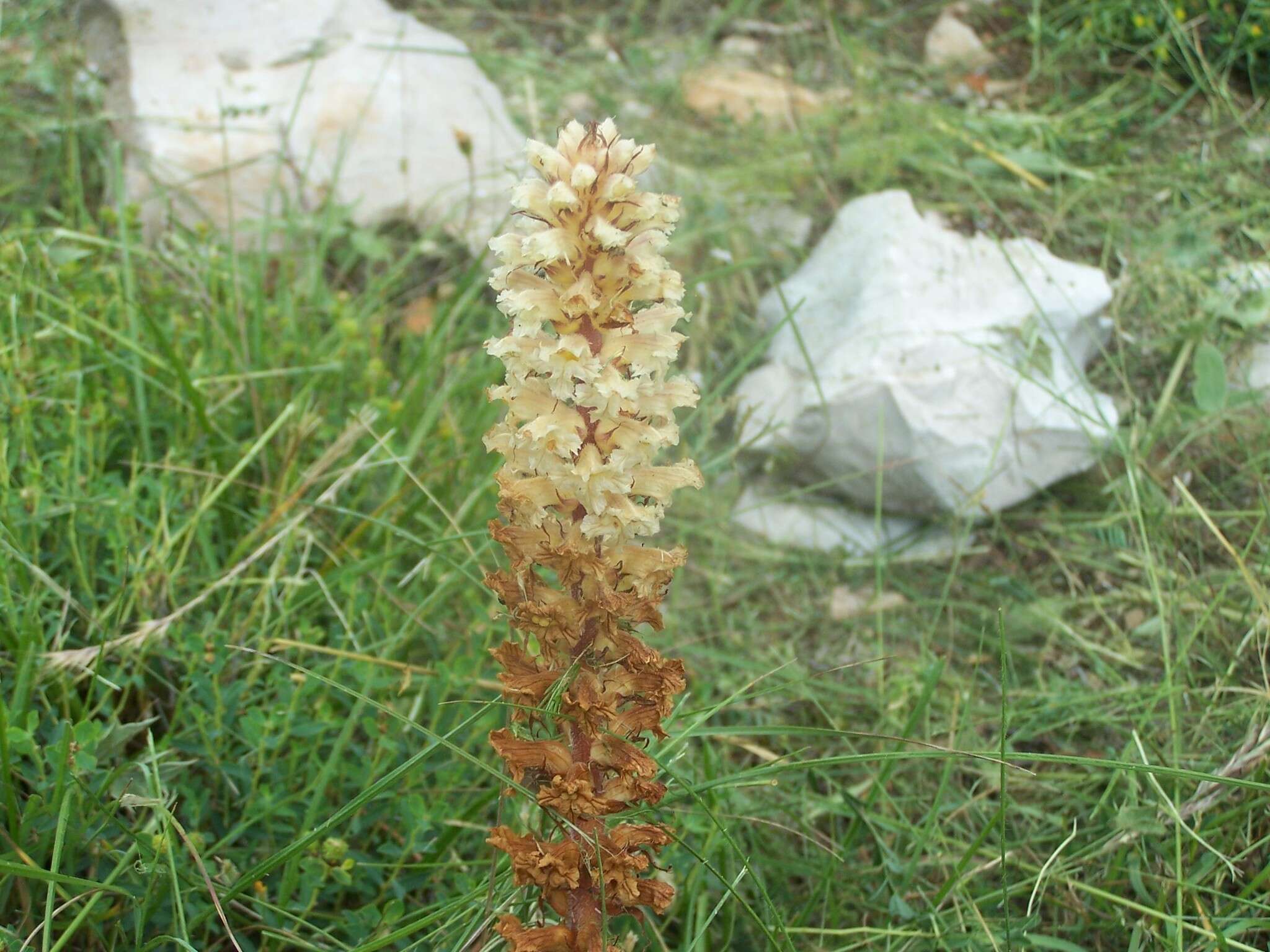 Image of Orobanche amethystea Thuill.