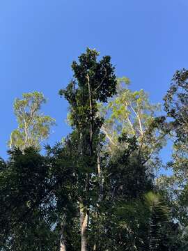 Image of Laurel Magnolia