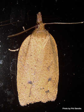 Image of greenheaded leafroller