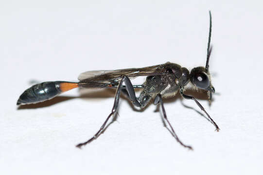 Слика од Ammophila urnaria Dahlbom 1843