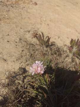 Image of Armeria welwitschii Boiss.