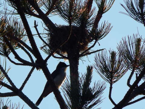 Image of Eastern Kingbird