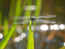 Слика од Celithemis verna Pritchard 1935