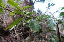 Image of Lauraceae