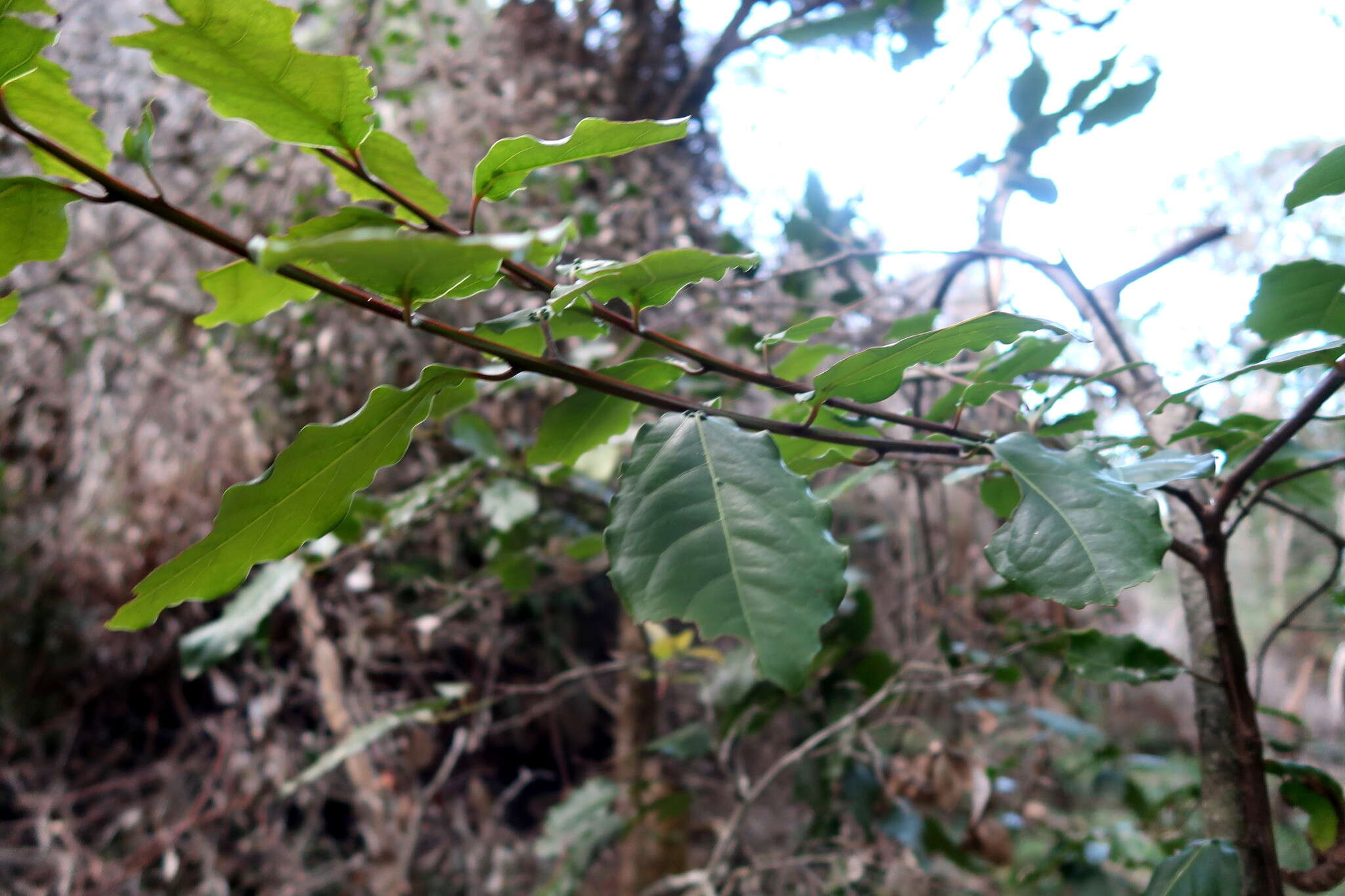 Image of Lauraceae