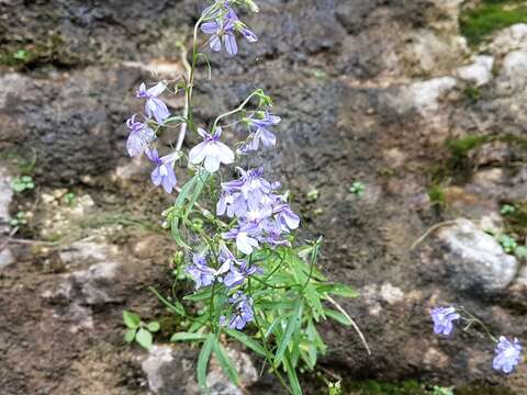 Image of Kalm's Lobelia