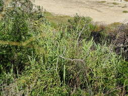 صورة Arundo donax L.