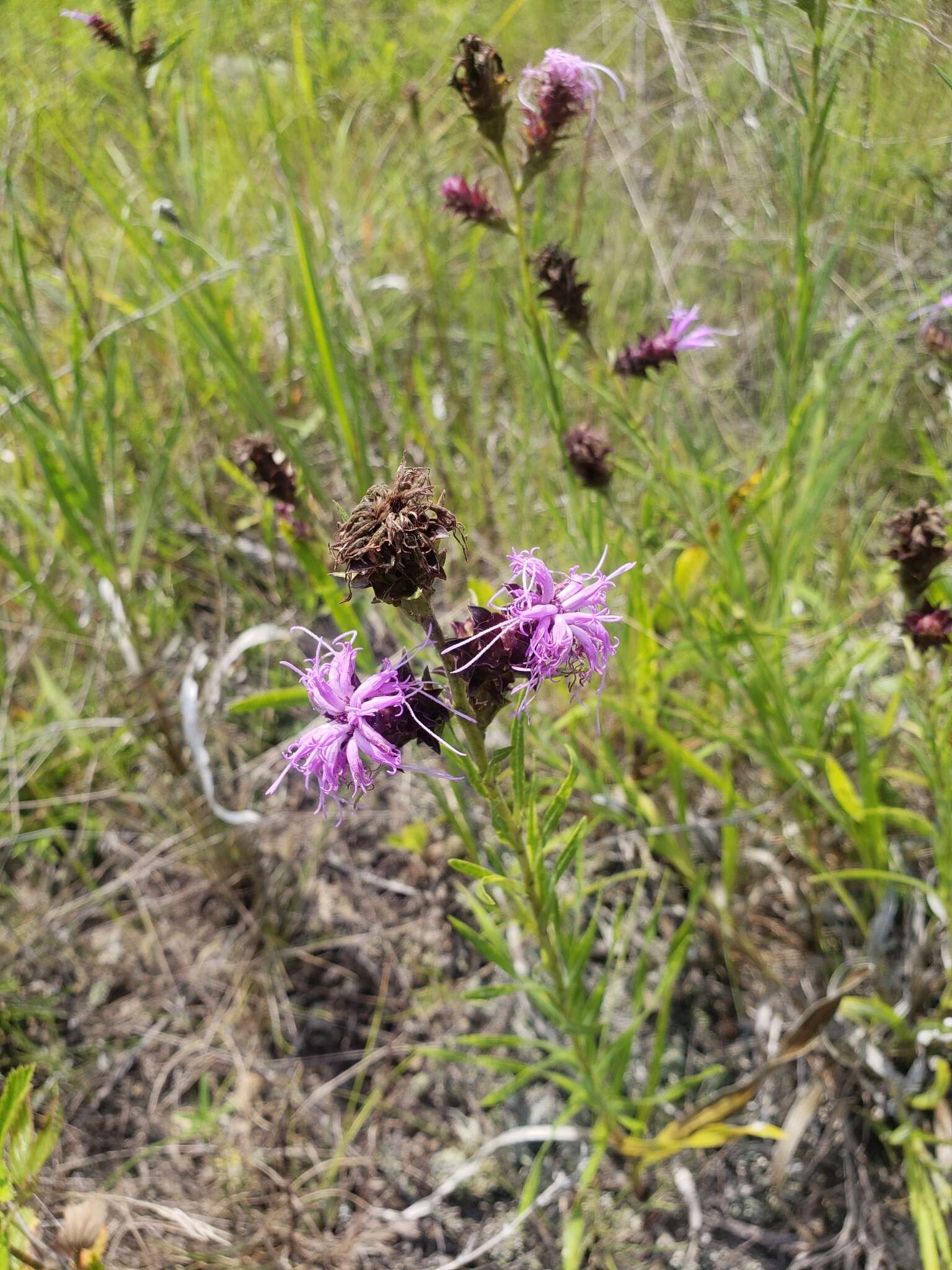 Слика од Liatris squarrosa (L.) Michx.