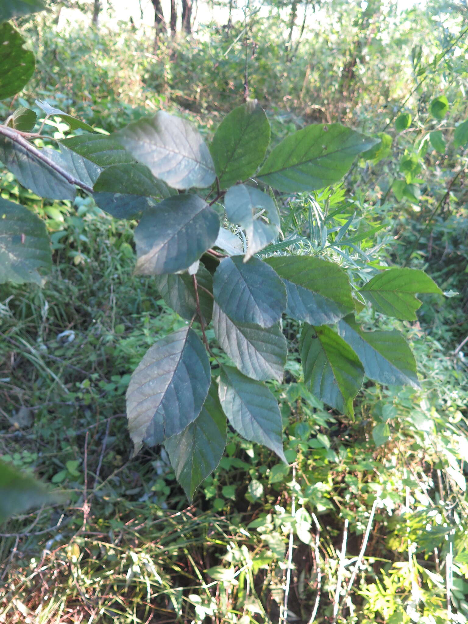 Image of Japanese alder