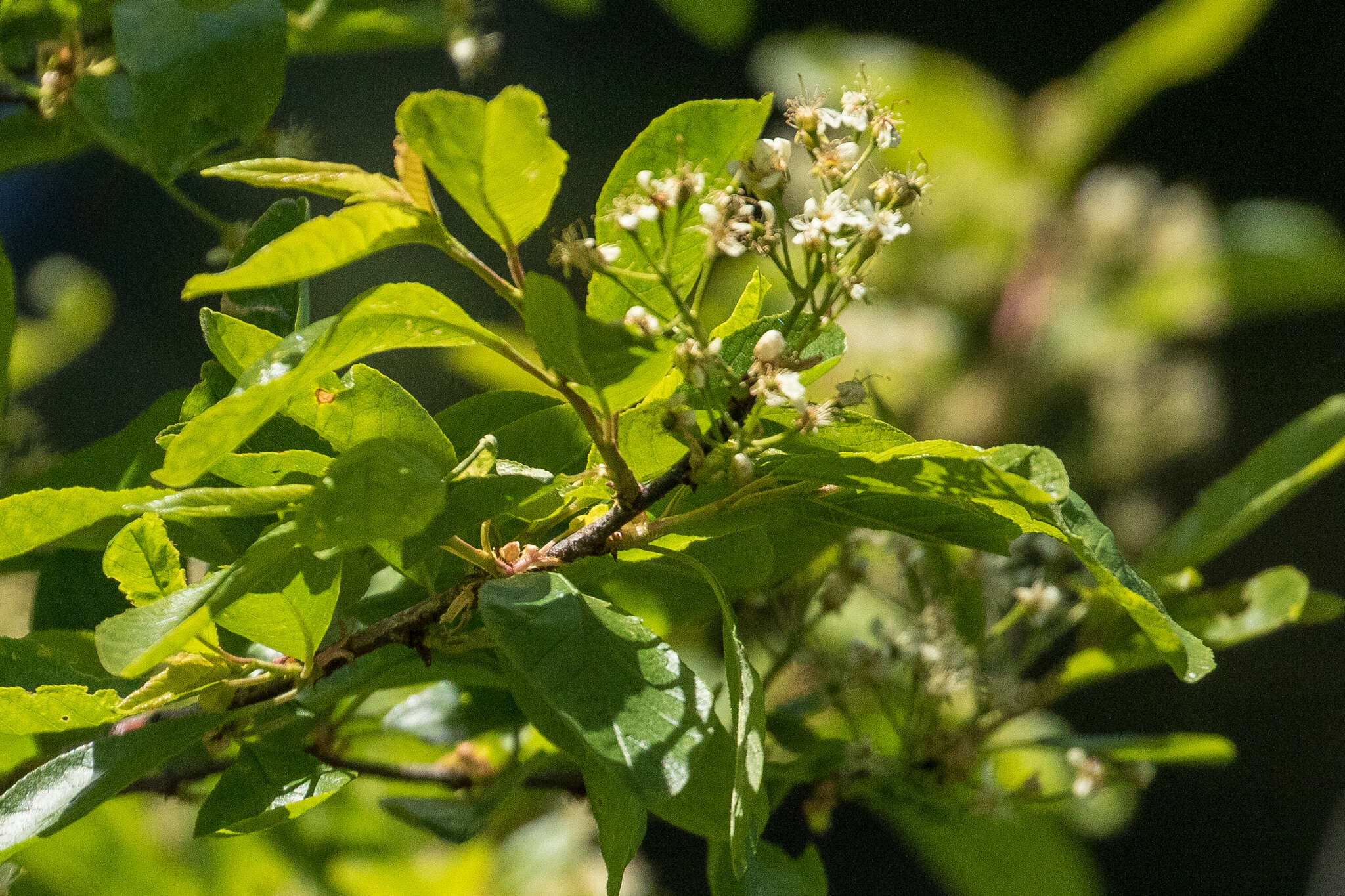 Imagem de Prunus emarginata var. mollis (Dougl.) Brewer