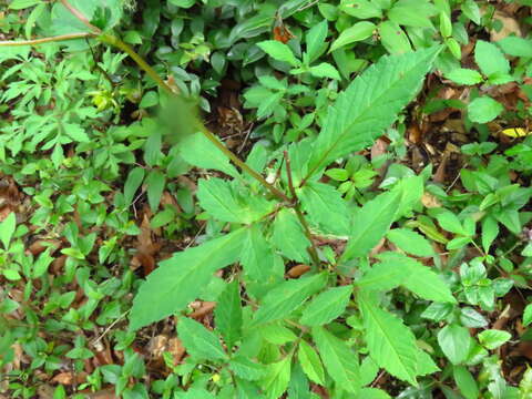 Image of Dahlia tenuis B. L. Rob. & Greenm.
