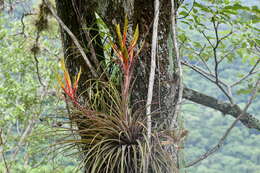 Image of Tillandsia inopinata Espejo, López-Ferr. & W. Till