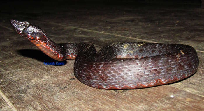 صورة Bothrocophias myersi Gutberlet & Campbell 2001