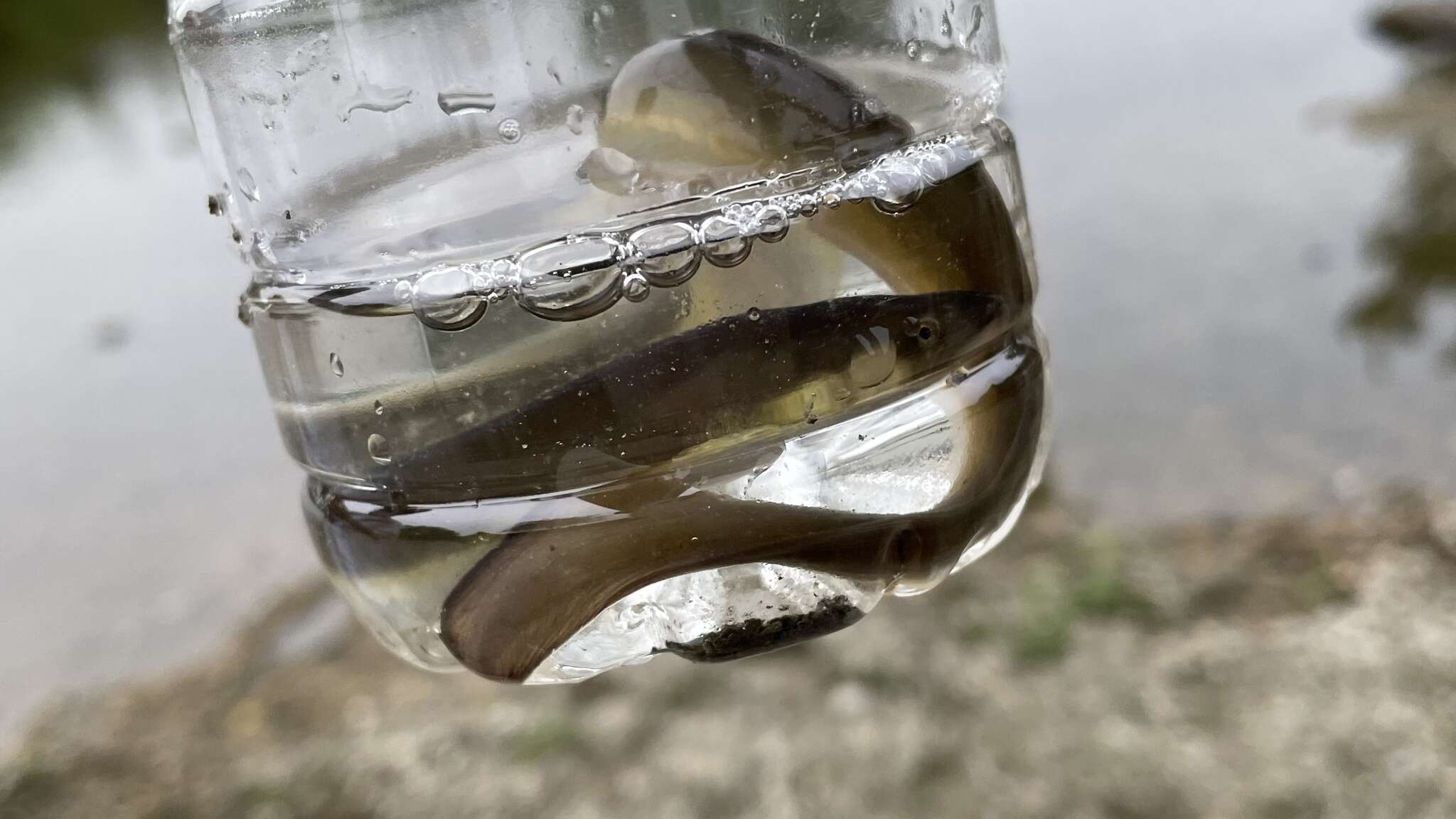 Image of Japanese Eel